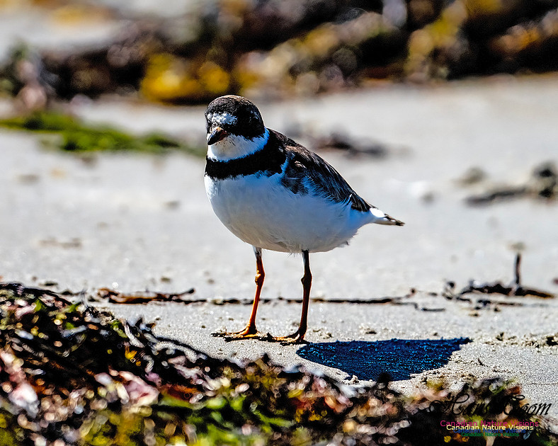 Shorebird Melee 131
