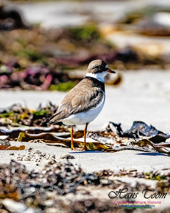 Shorebird Melee 132
