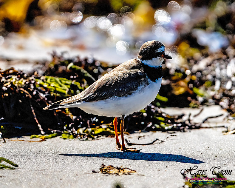 Shorebird Melee 133