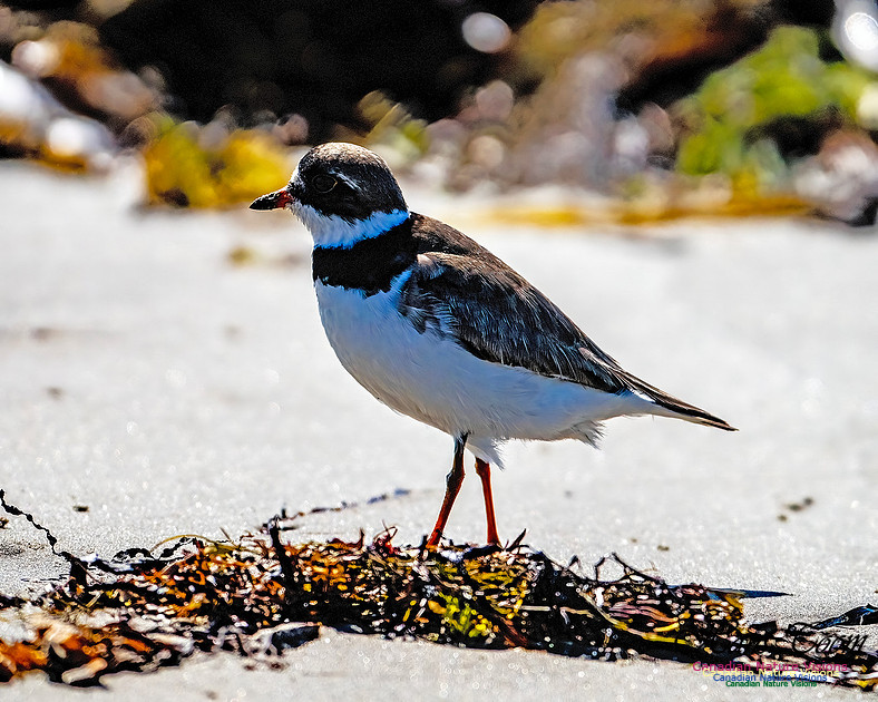 Shorebird Melee 134
