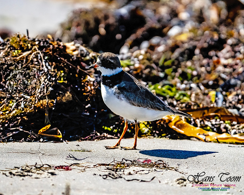 Shorebird Melee 136