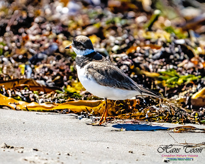 Shorebird Melee 137