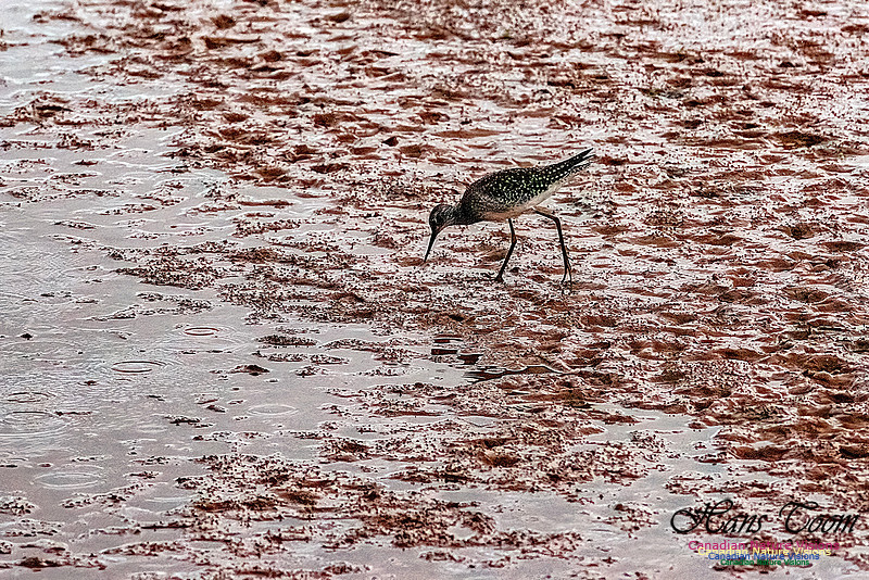 Solitary Sandpiper 101