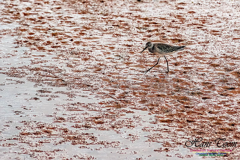 Solitary Sandpiper 102