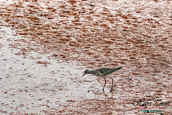 Solitary Sandpiper 103