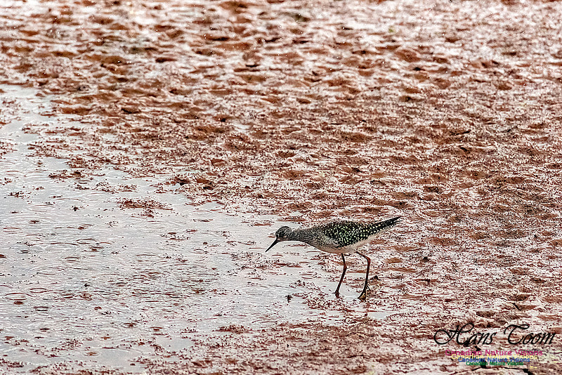 Solitary Sandpiper 103