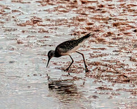 Solitary Sandpiper