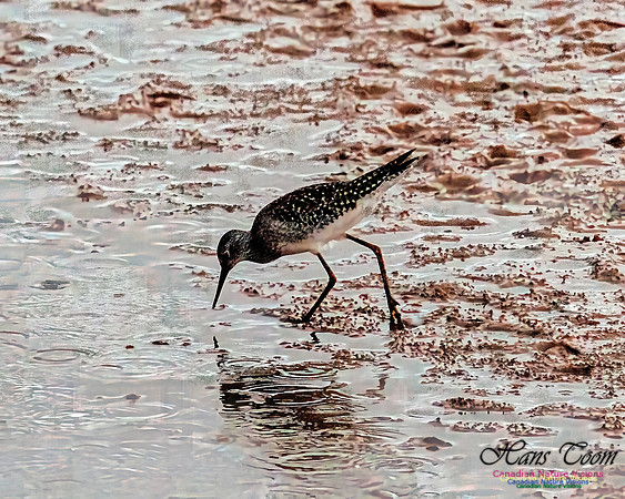 Solitary Sandpiper 100
