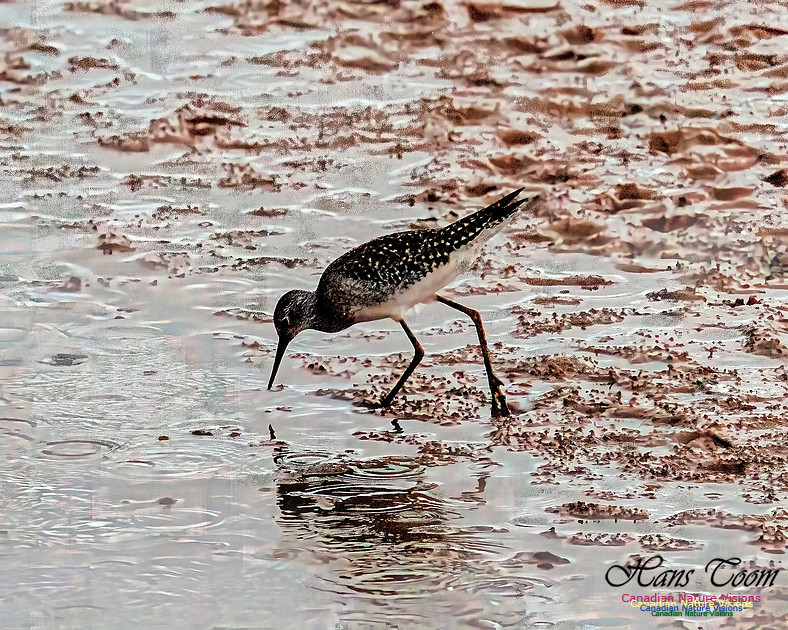 Solitary Sandpiper 100