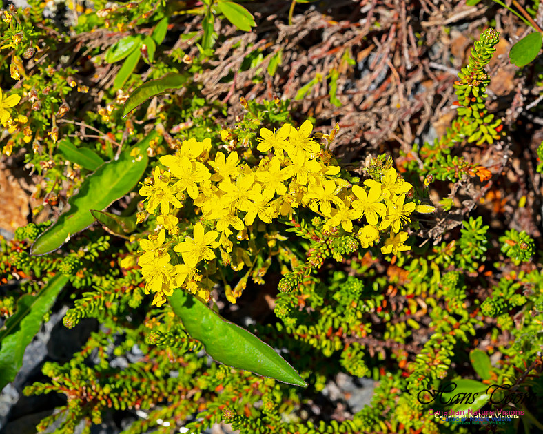 Golden Heather 102