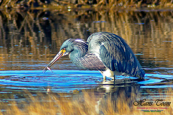 Tricoloured Heron 33