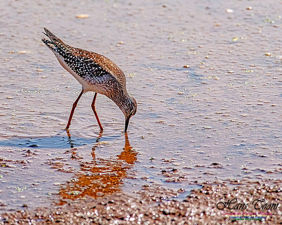 Solitary Sandpiper 200