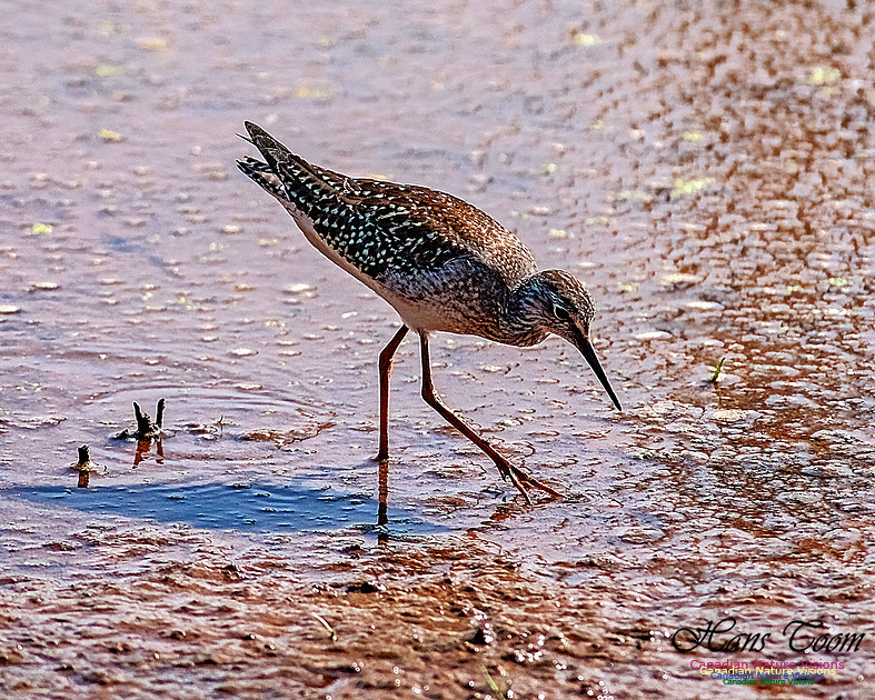 Solitary Sandpiper 204