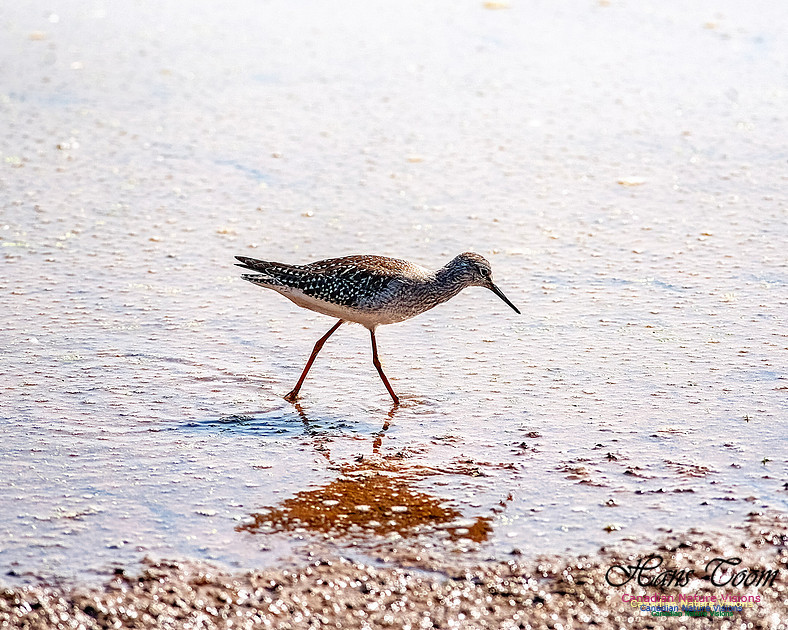 Solitary Sandpiper 201