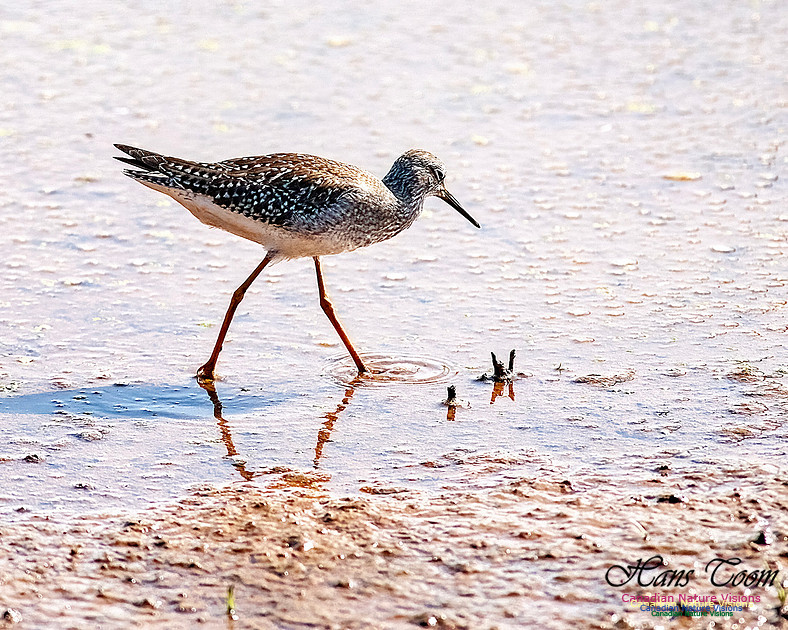 Solitary Sandpiper 205
