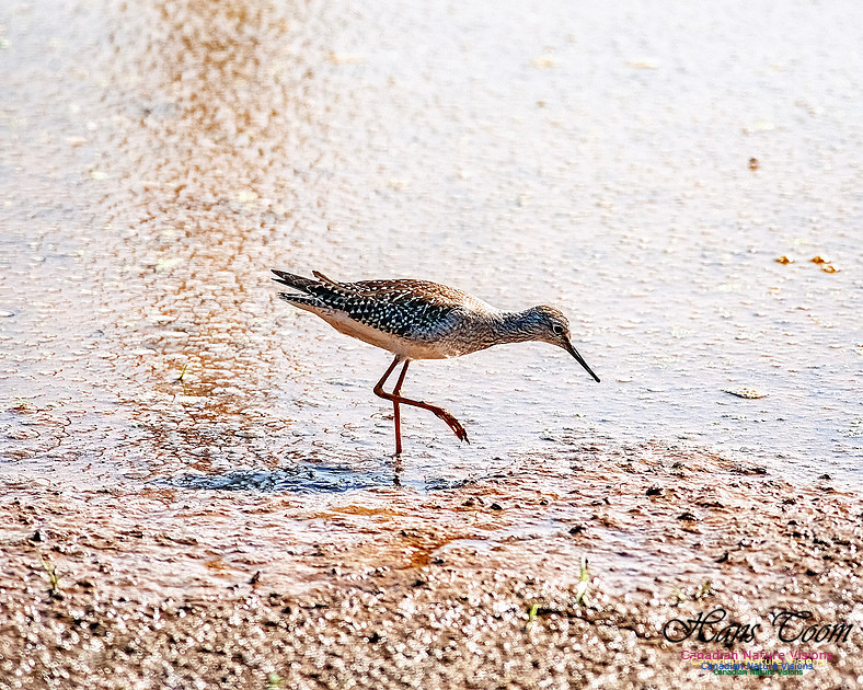 Solitary Sandpiper 202
