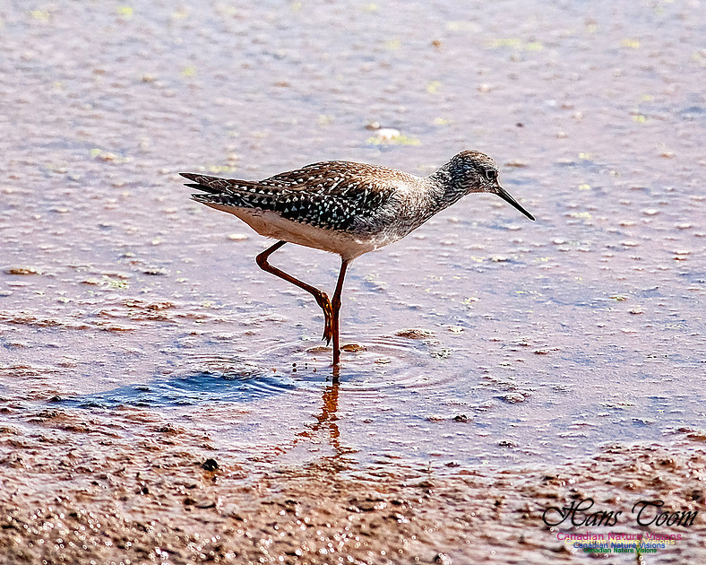 Solitary Sandpiper 206