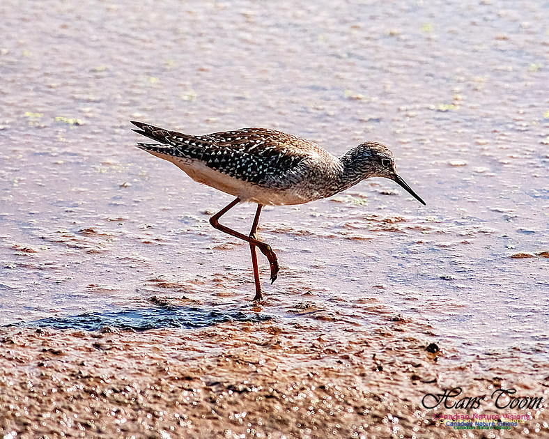 Solitary Sandpiper 207