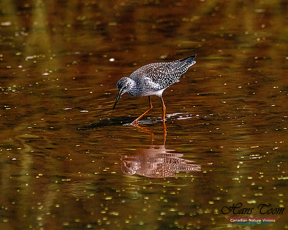 Solitary Sandpiper 208