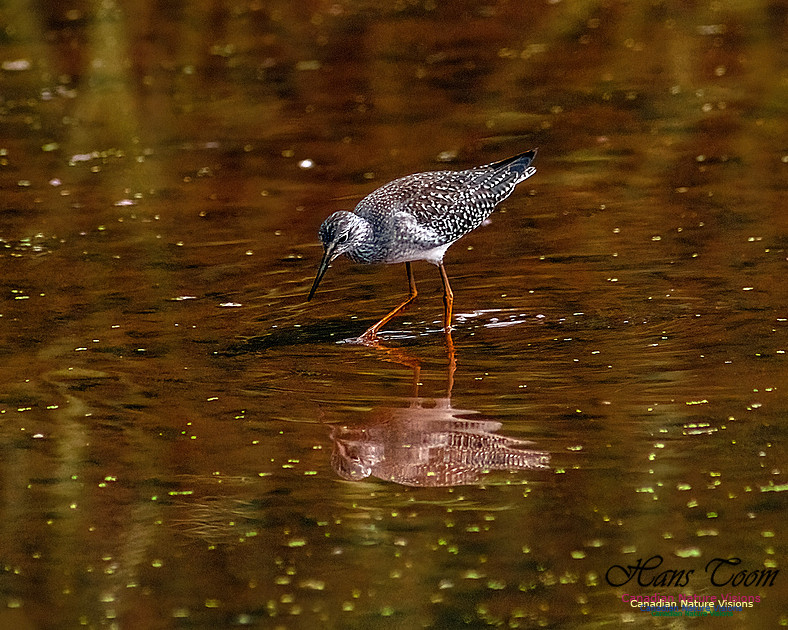Solitary Sandpiper 208