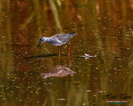 Solitary Sandpiper 209
