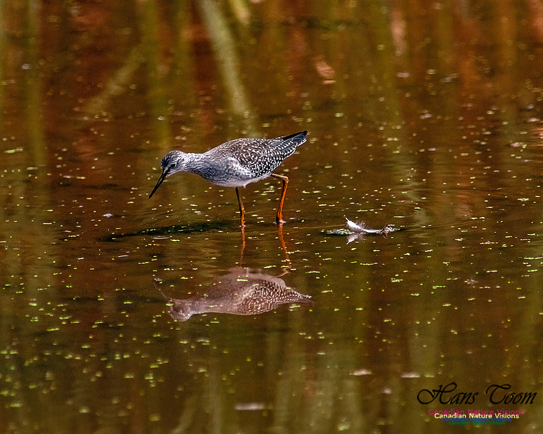Solitary Sandpiper 209