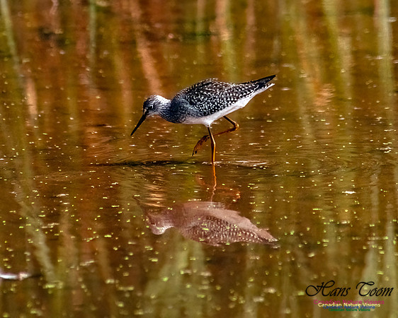 Solitary Sandpiper 210