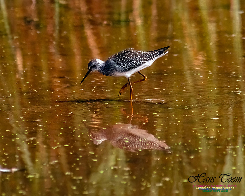 Solitary Sandpiper 210