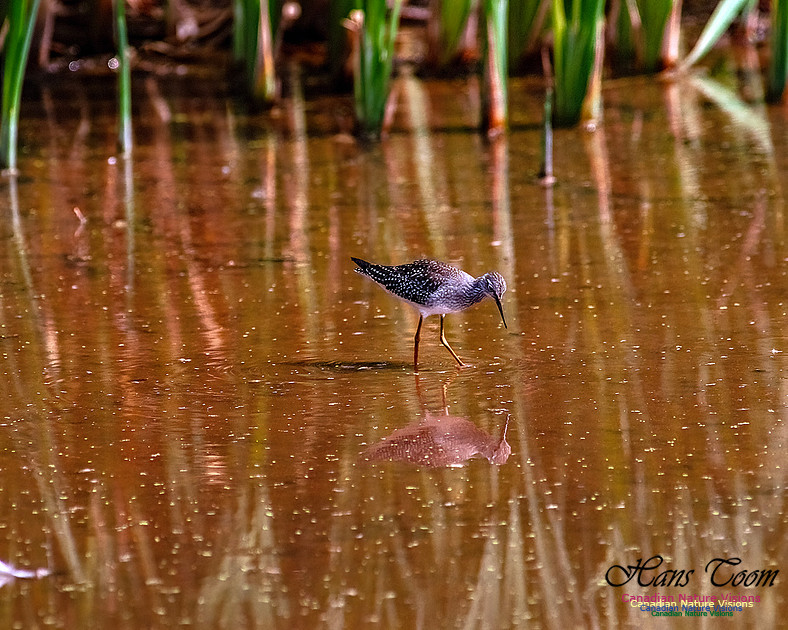 Solitary Sandpiper 211