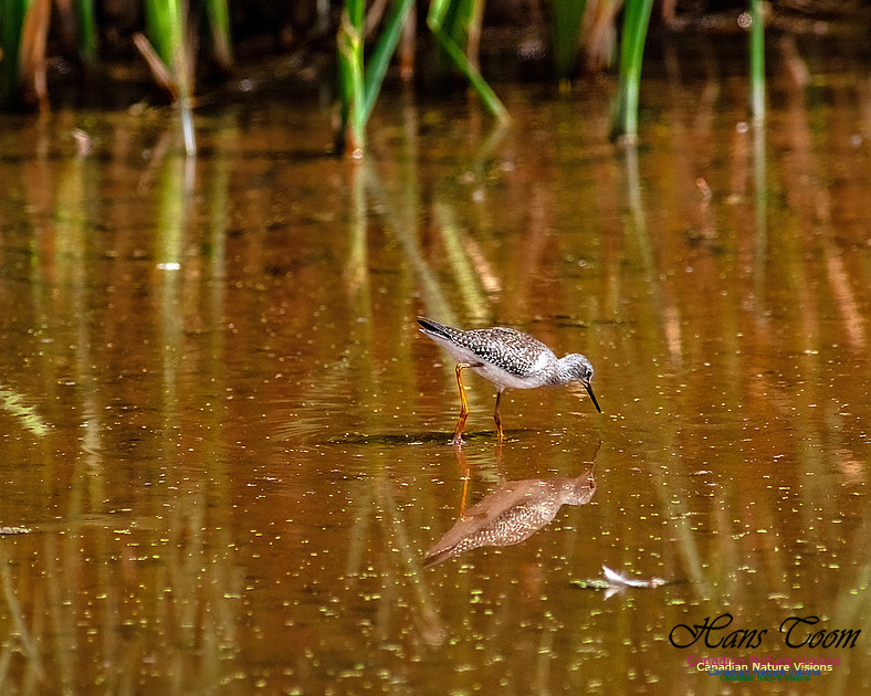 Solitary Sandpiper 212