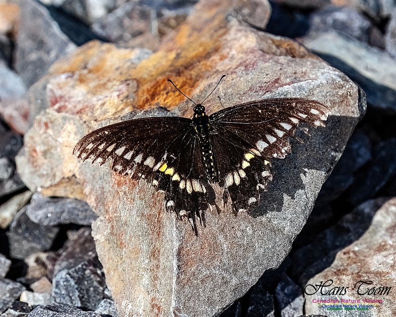 White Admiral 100