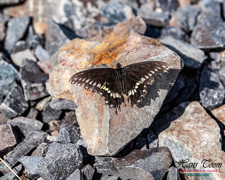 White Admiral 101