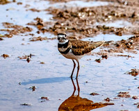 Solitary Sandpiper, Killdeer and White Admiral