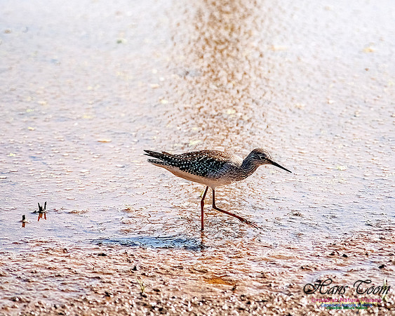 Solitary Sandpiper 203