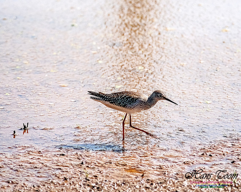 Solitary Sandpiper 203