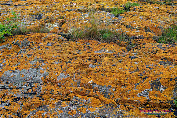 Flat Island Lichens