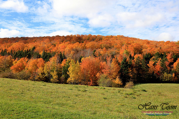Maple Forest Fall Colours 2016
