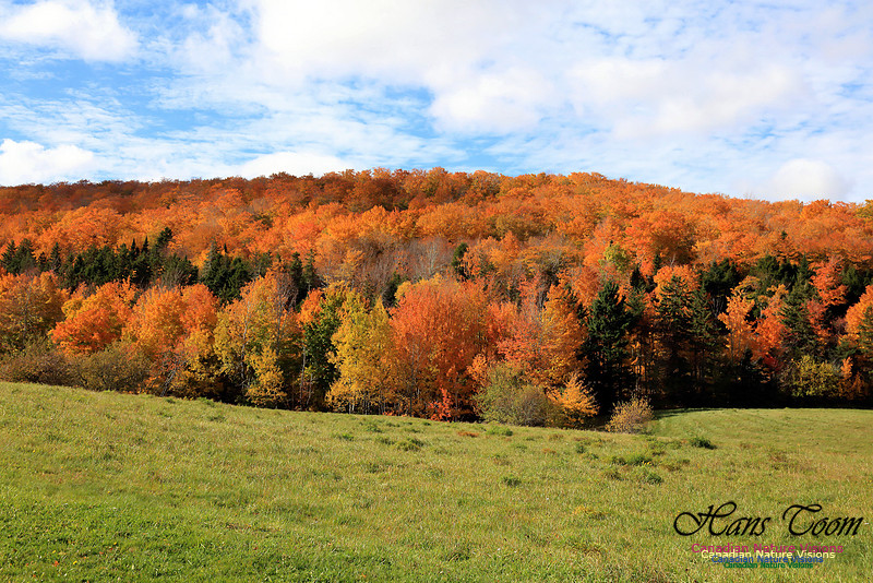 Maple Forest Fall Colours 2016