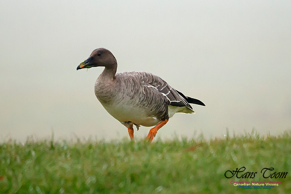 Bean Goose