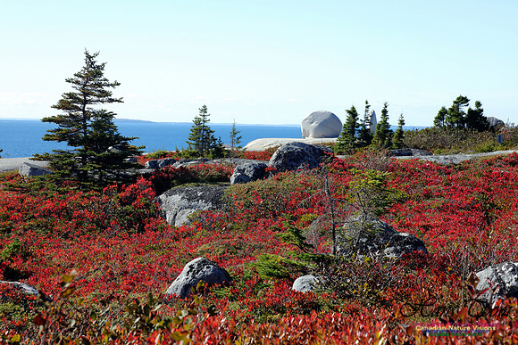 CoastalBarrensFall2016-1004