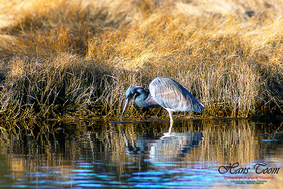 Tricoloured Heron 29