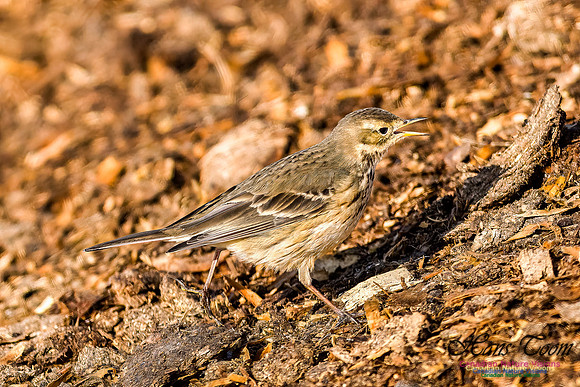 American Pipit 105