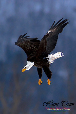 Bald Eagle