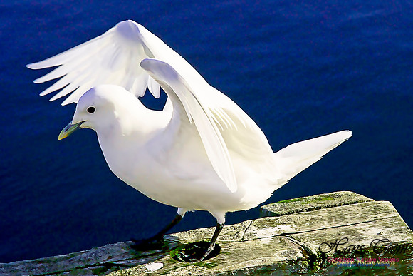 Ivory Gull