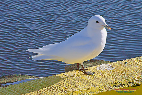 Ivory Gull