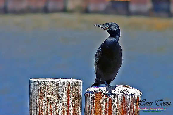 Neotropic Cormorant