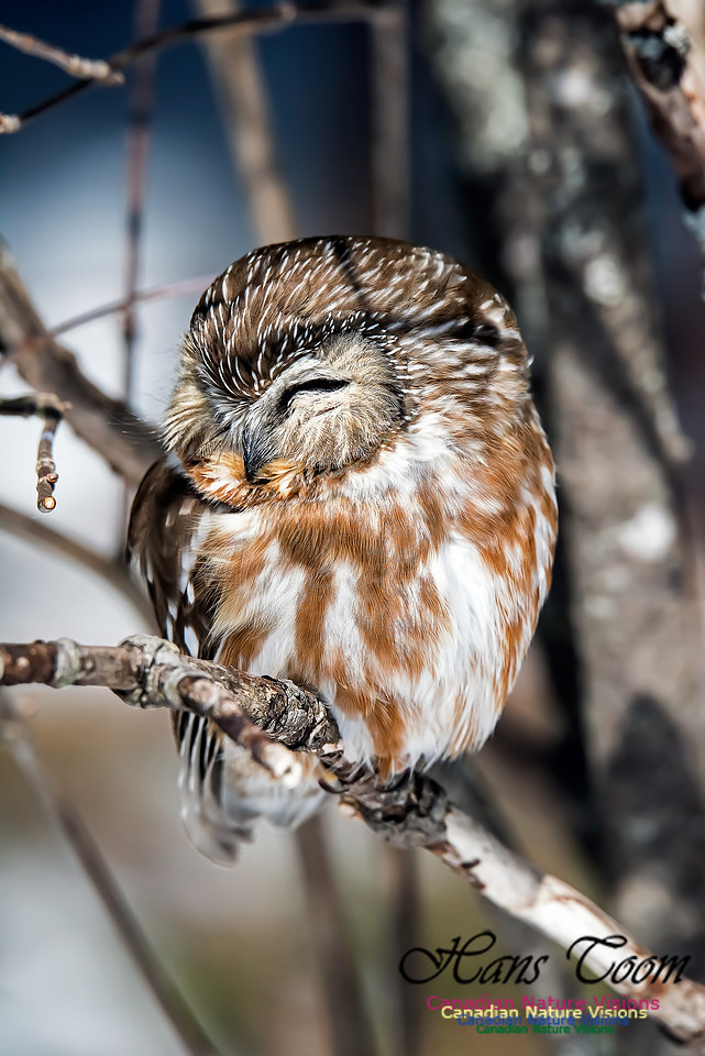 Northern Saw-whet Owl