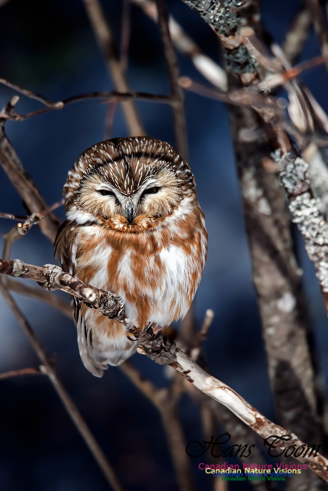 Northern Saw-whet Owl