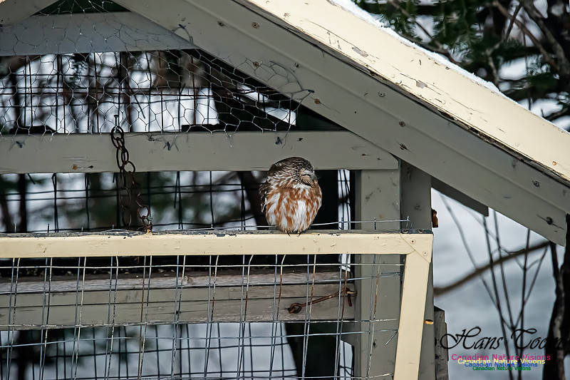 Northern Saw-whet Owl