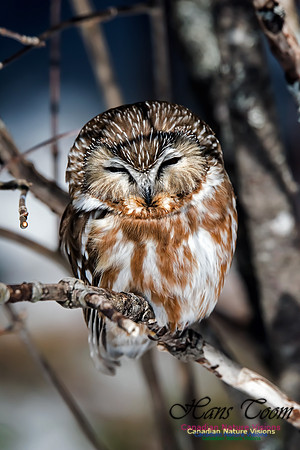 Northern Saw-whet Owl